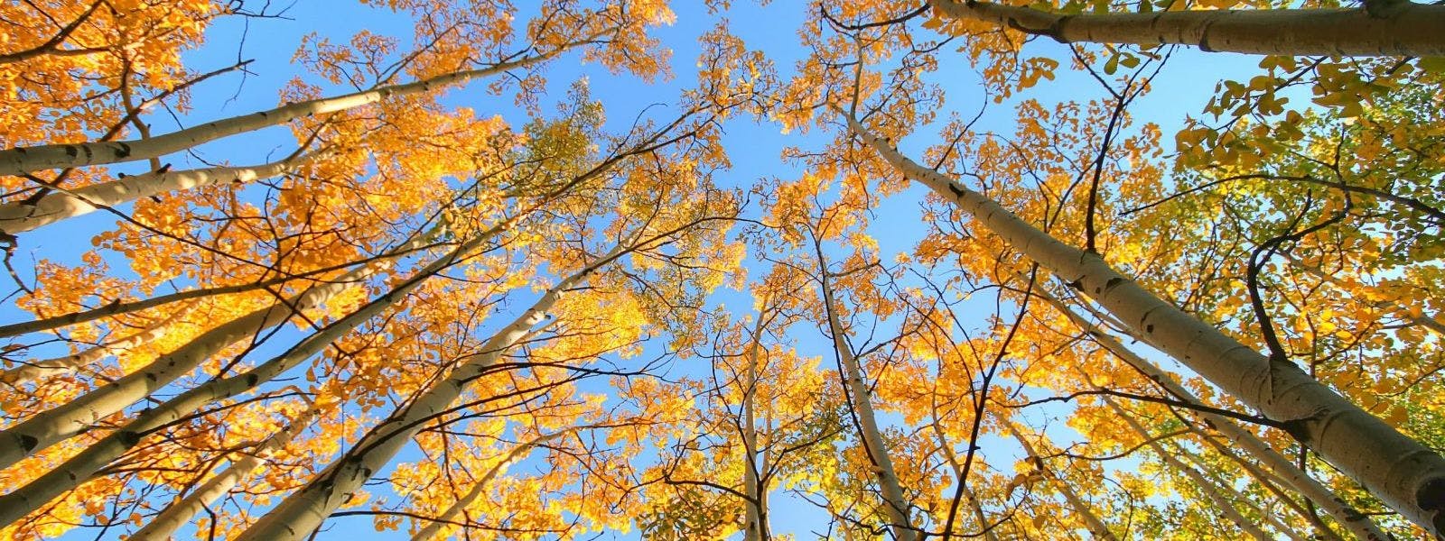 GREAT WAYS TO ENJOY FALL FOLIAGE IN CHARLOTTESVILLE