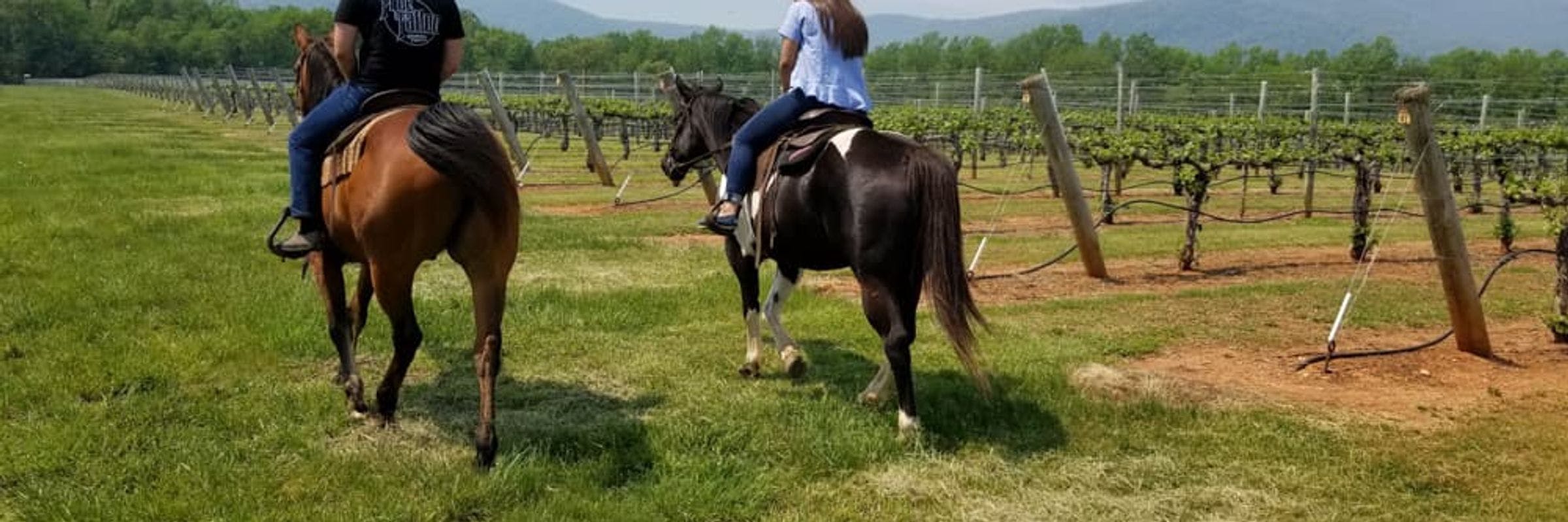 HORSEBACK RIDING IN WINE COUNTRY