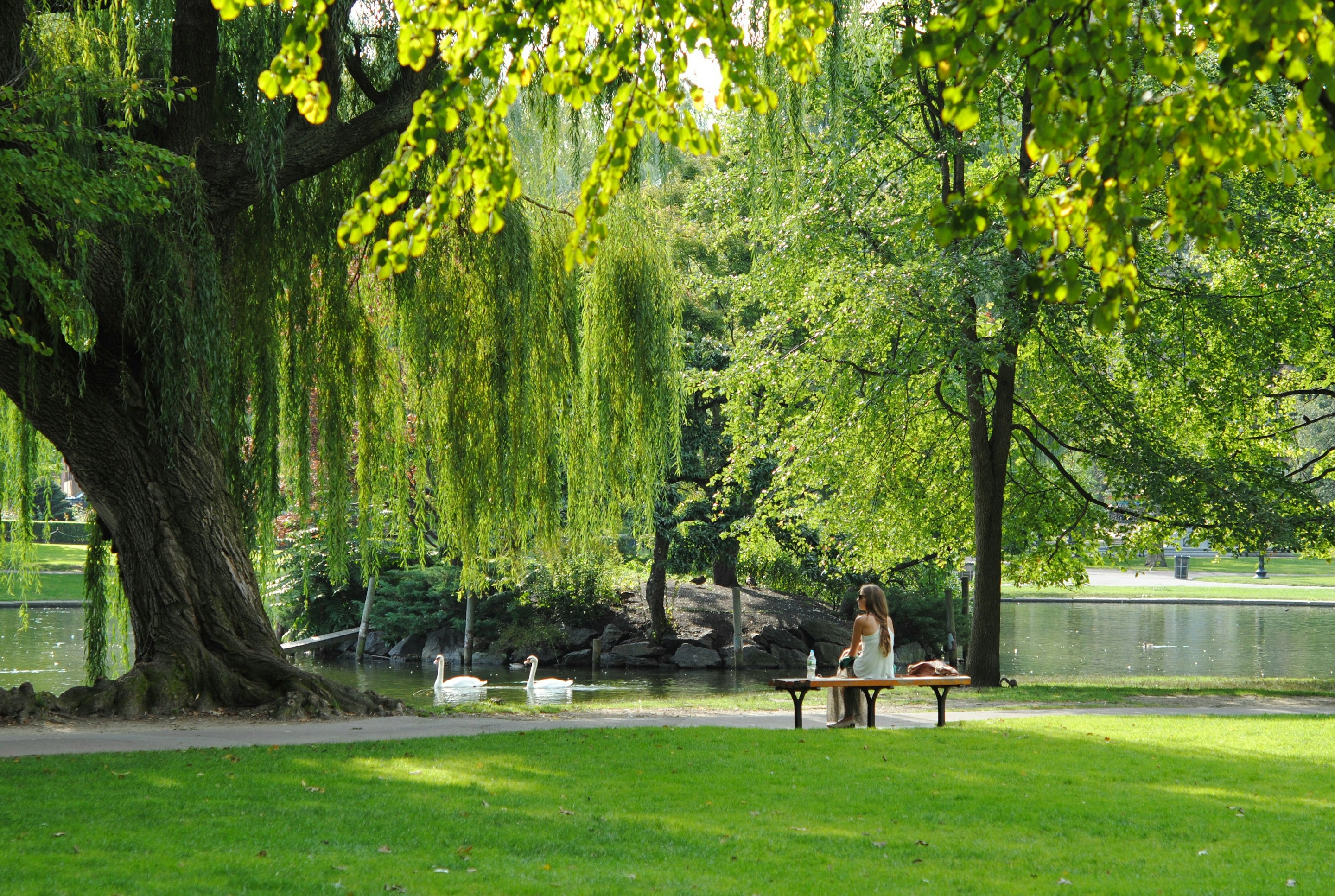 Park with willow trees and pond